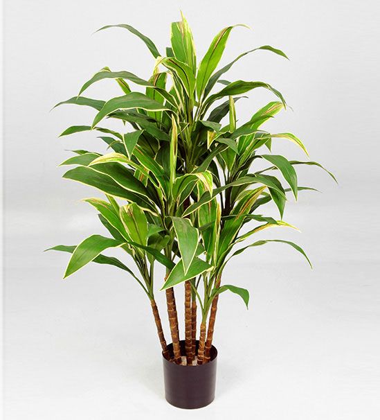 Cordyline