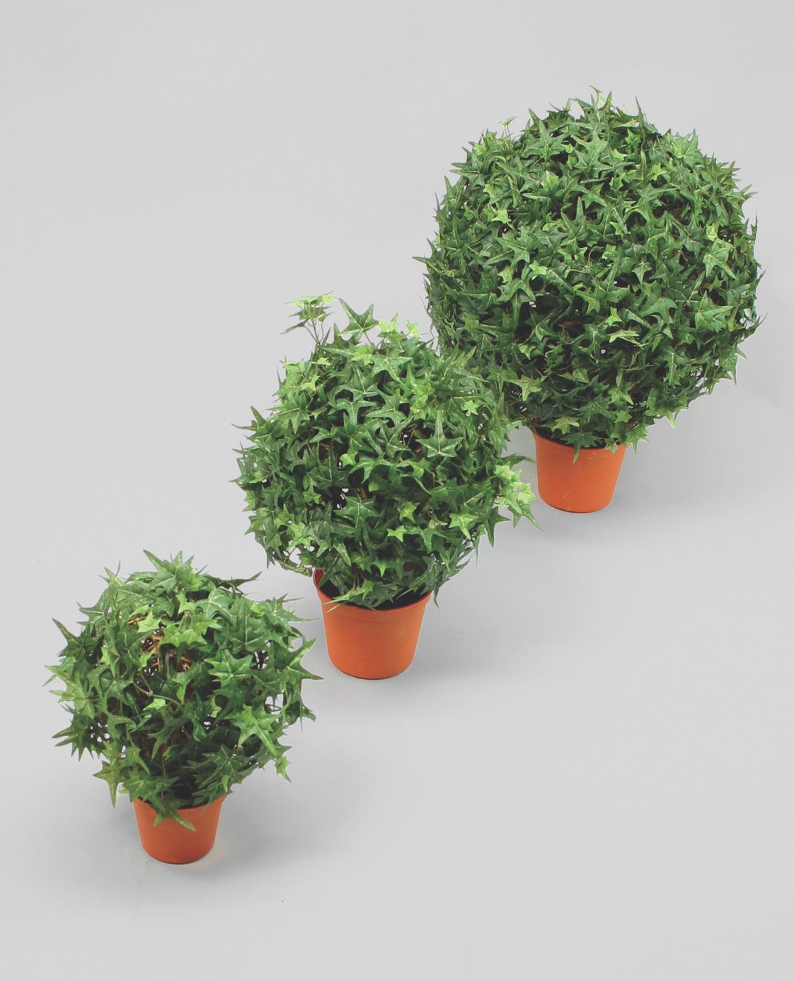 ivy ball