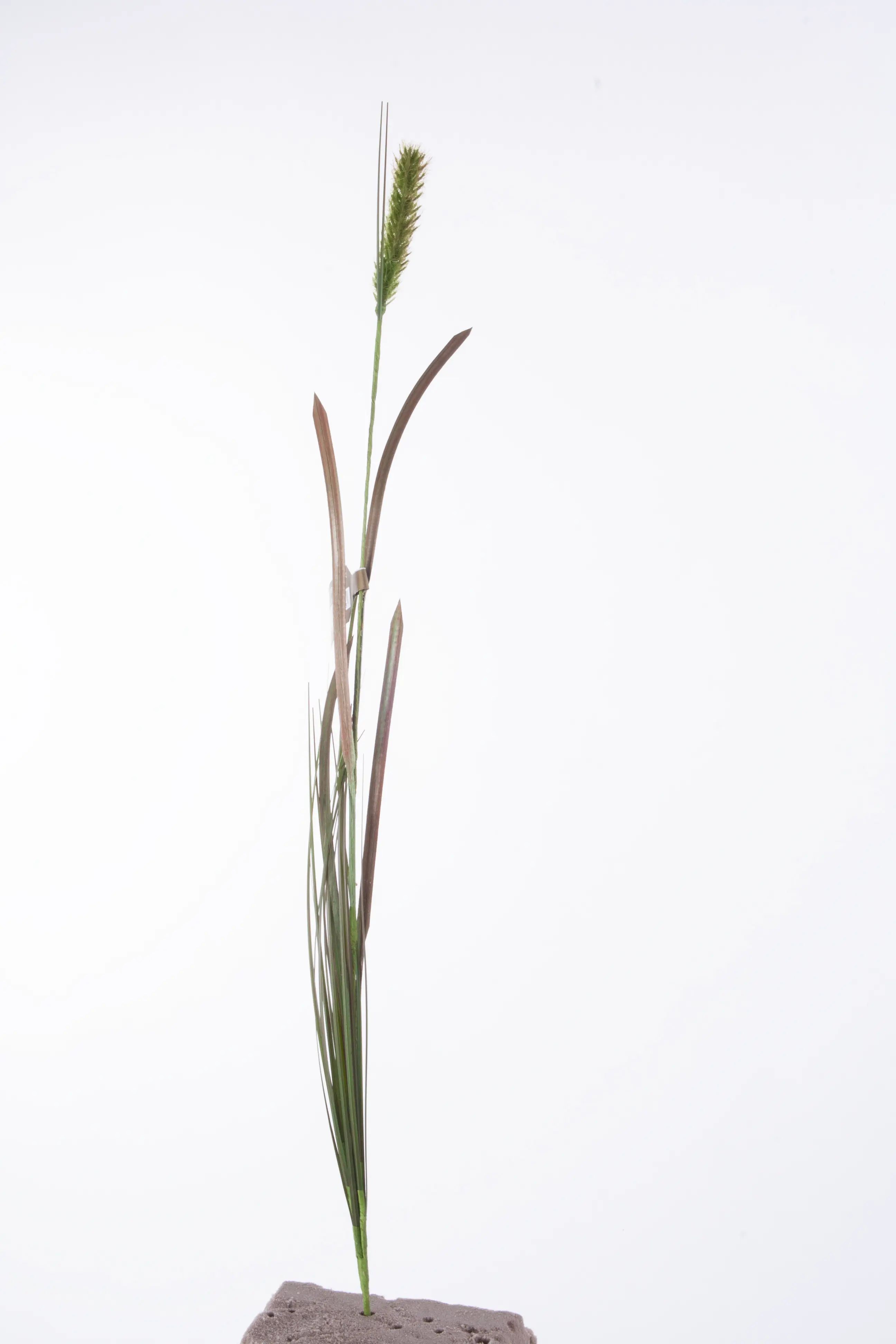 Grass 