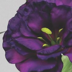 lisianthus