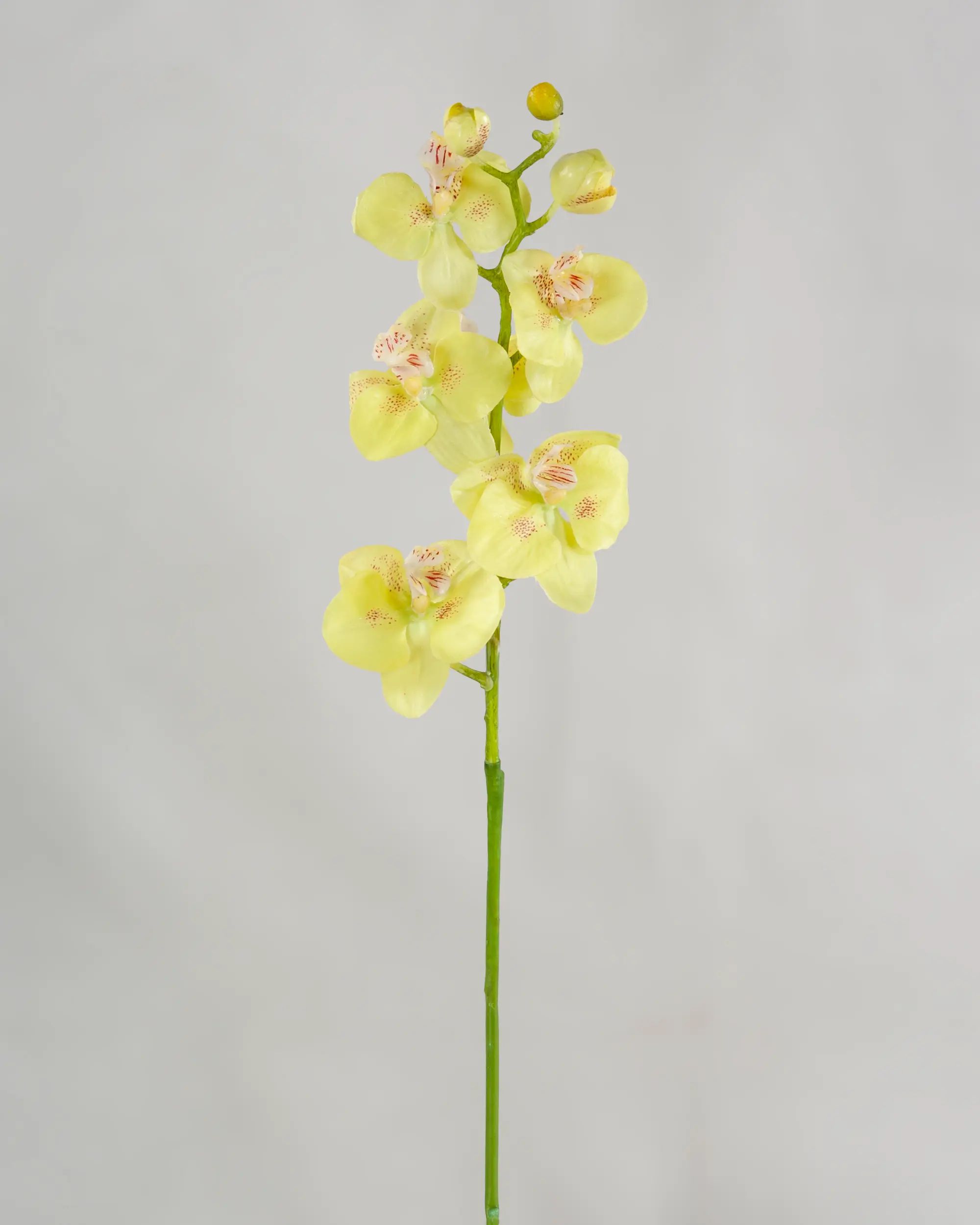 Orchid