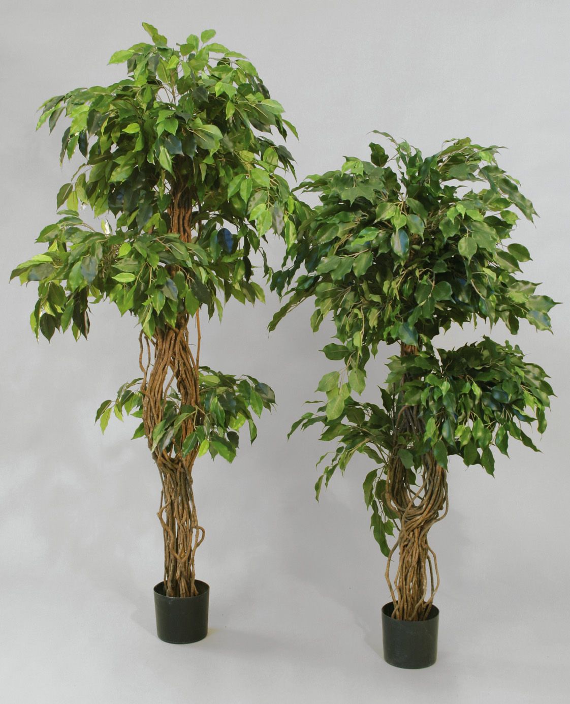 Ficus