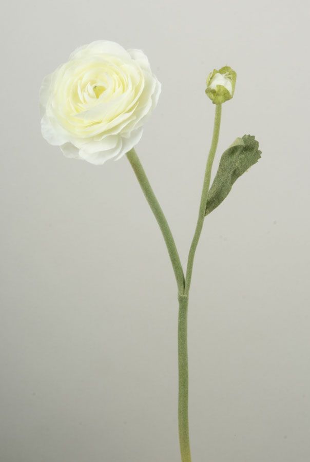 Ranunculus