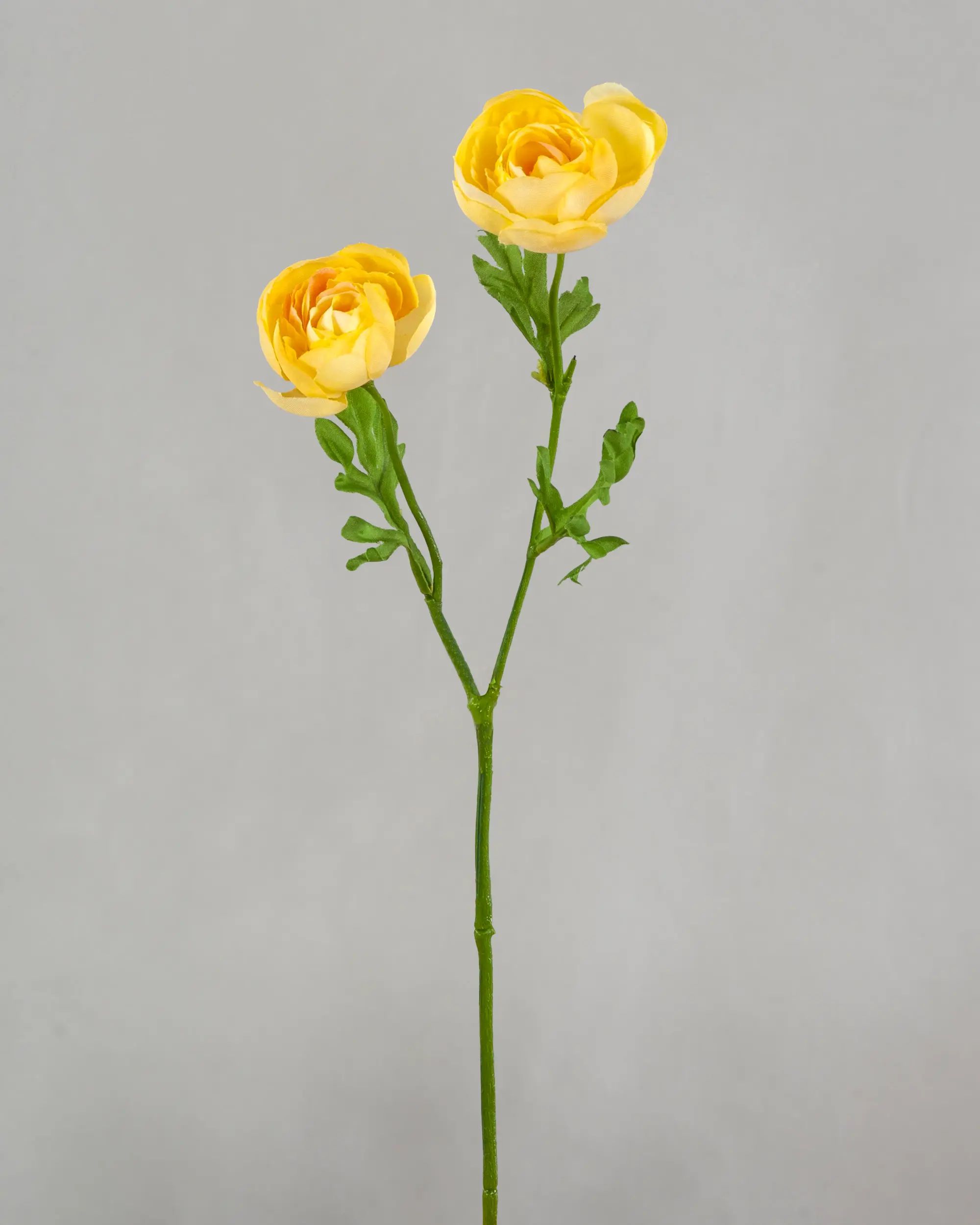 Ranunculus