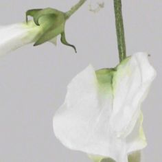 Lathyrus