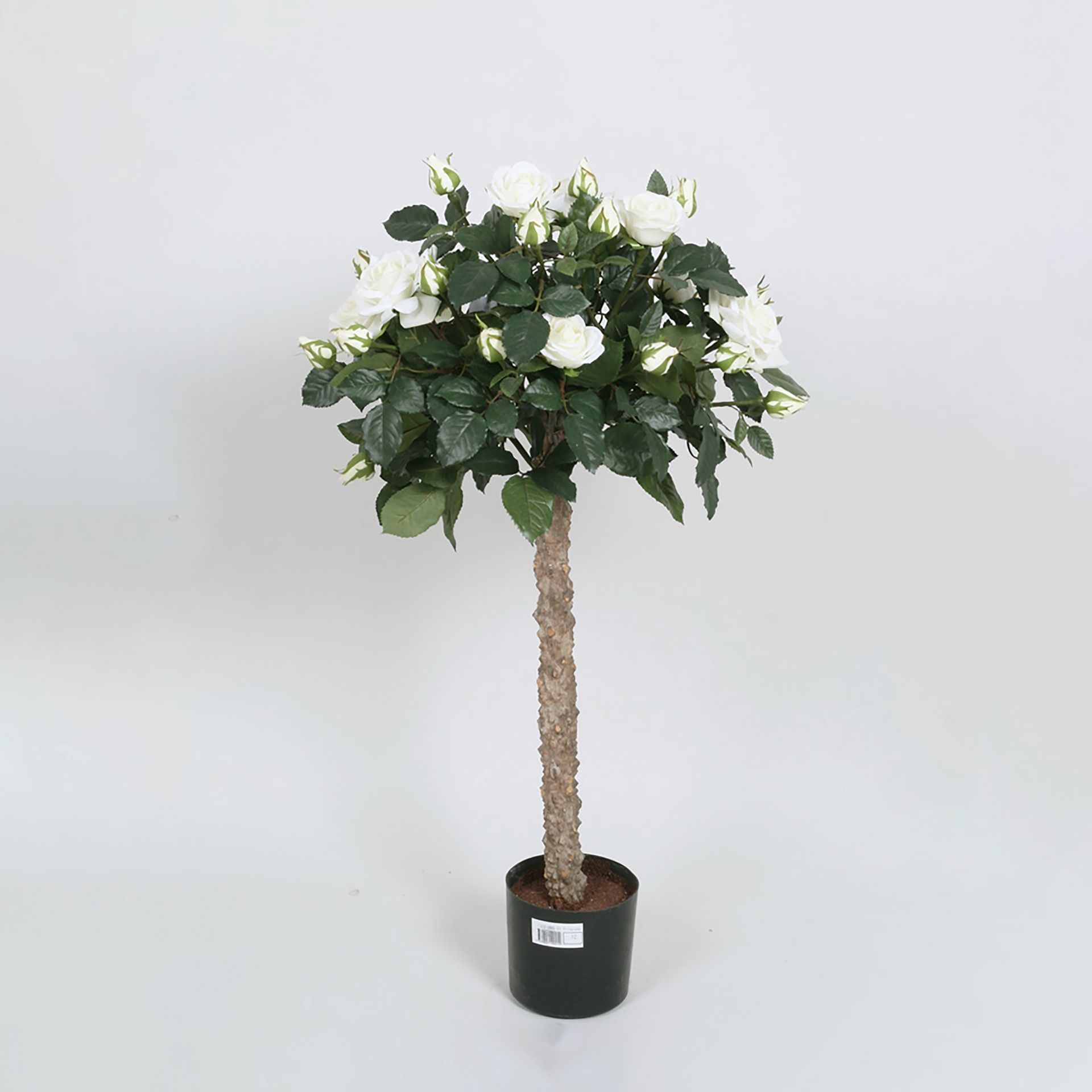 Lady Rose Tree
