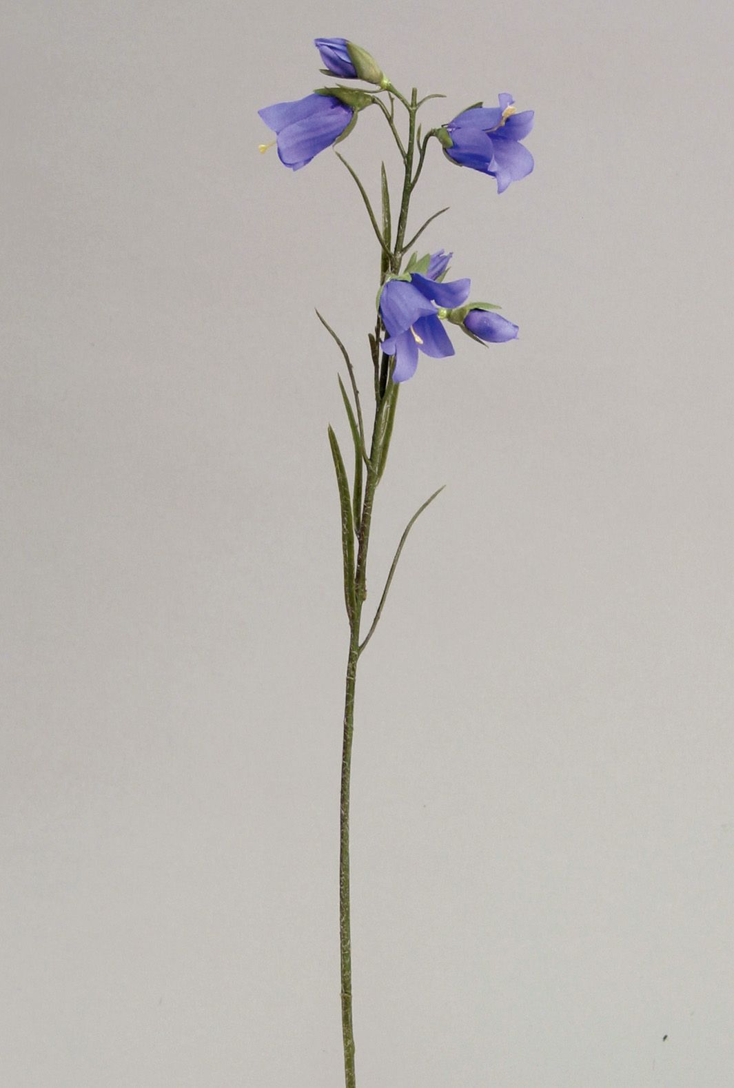 campanula 