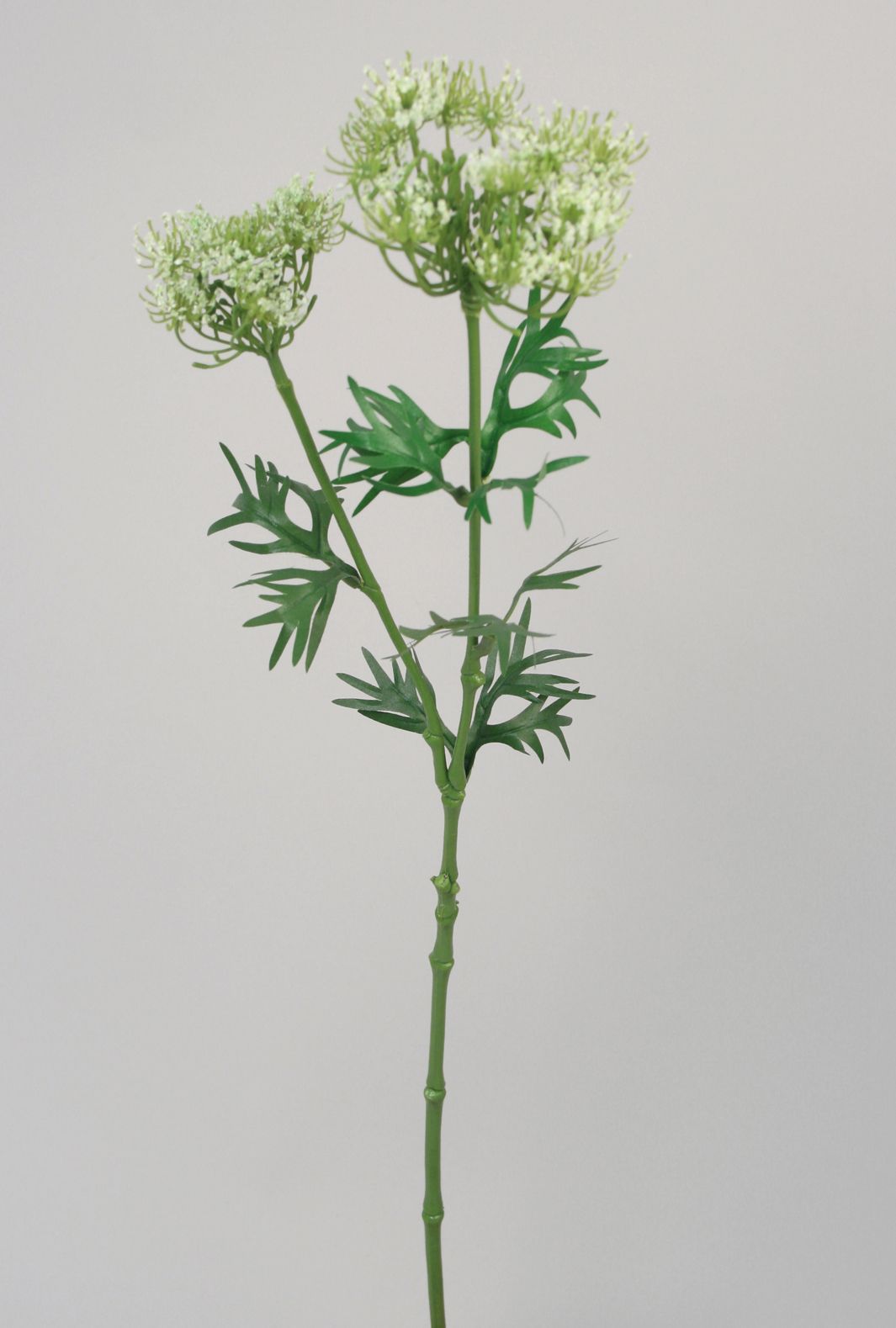 queen annes lace 