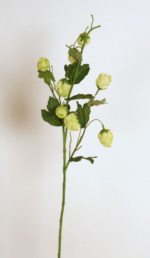 Hop Flower