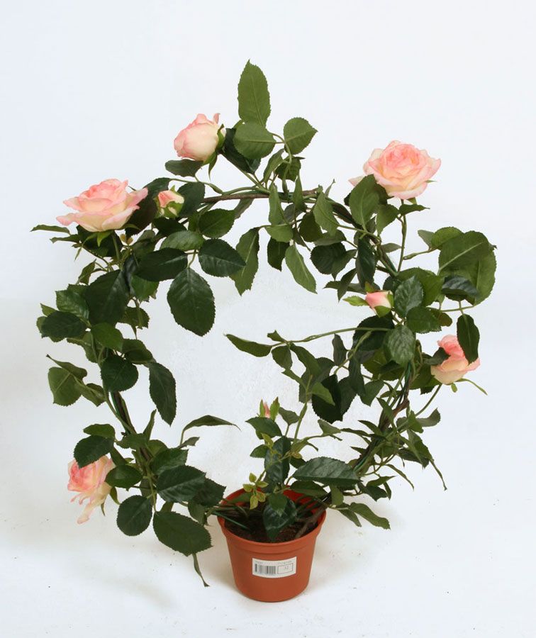rose ring pink 