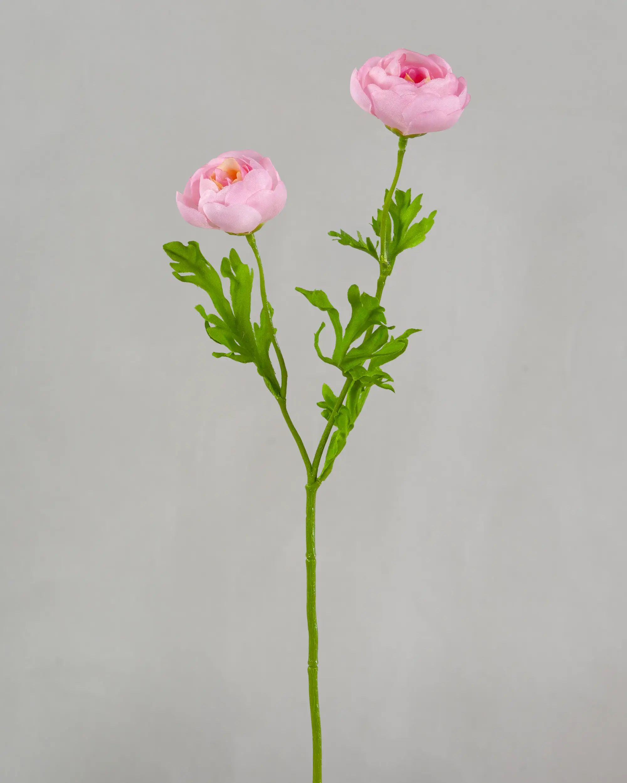 Ranunculus