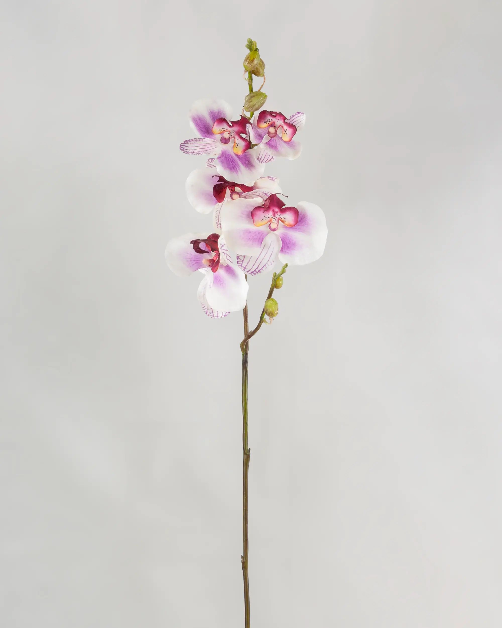 Orchid