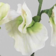 Lathyrus