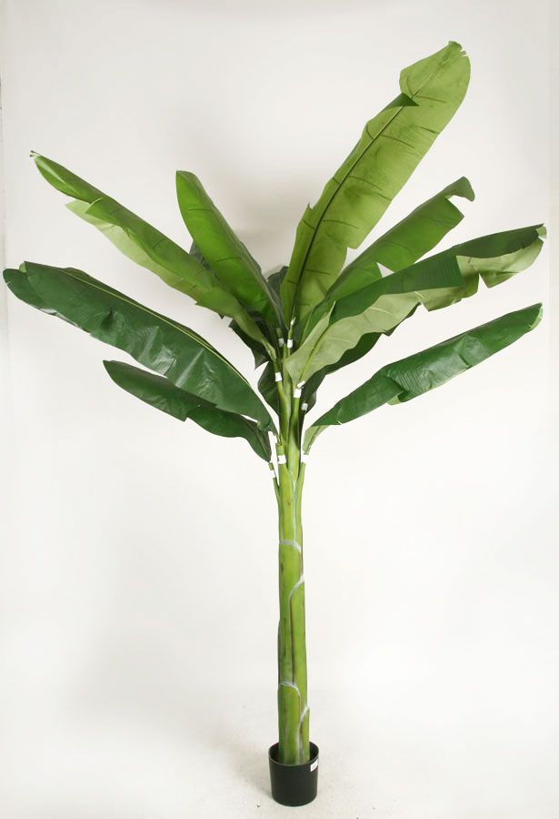 banana palm 