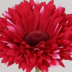 gerbera