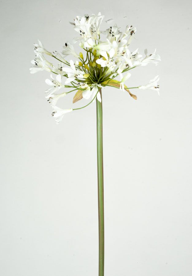 Agapanthus
