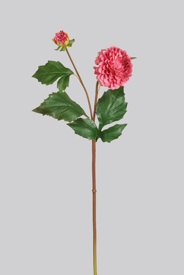 Dahlia