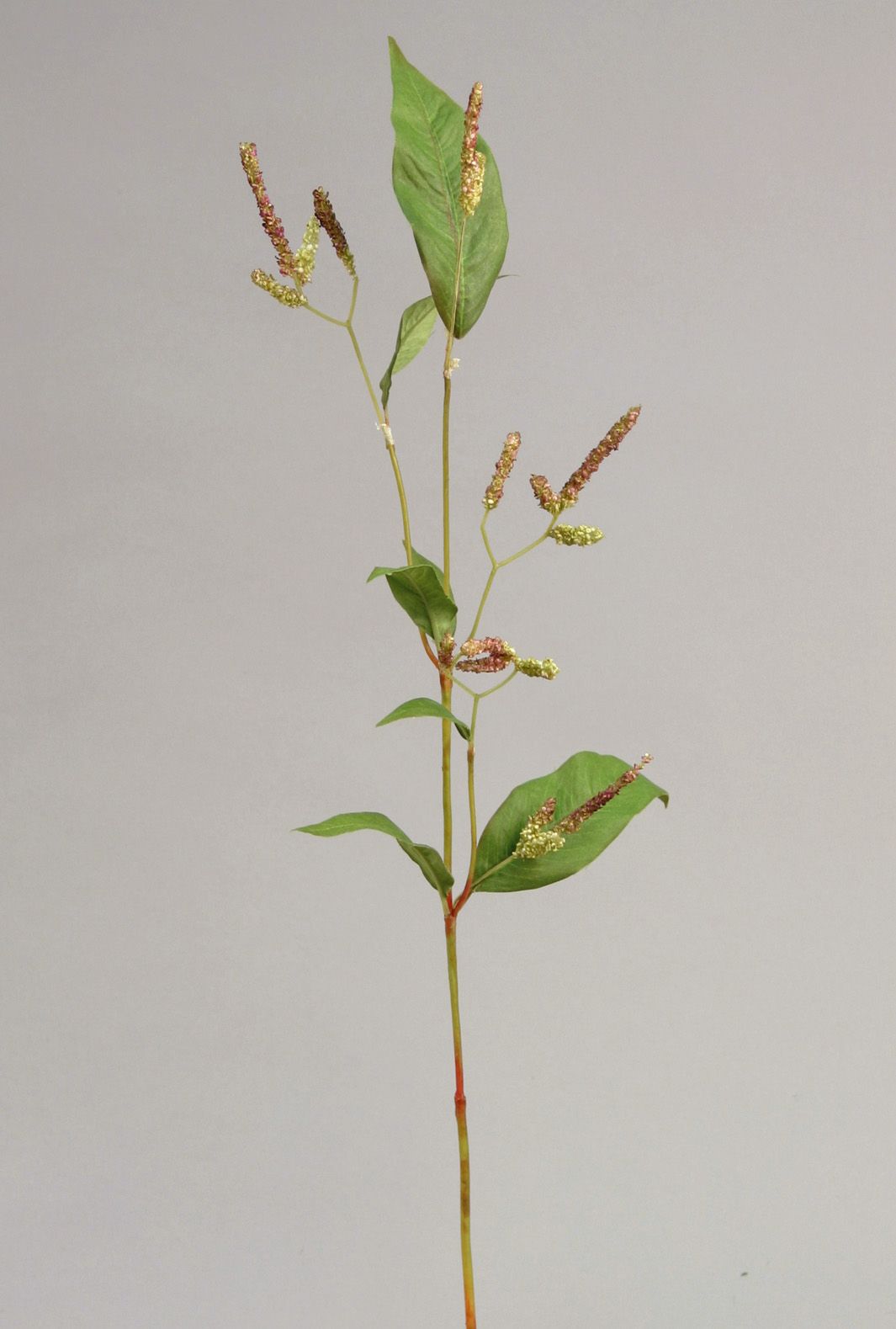 weed flower 
