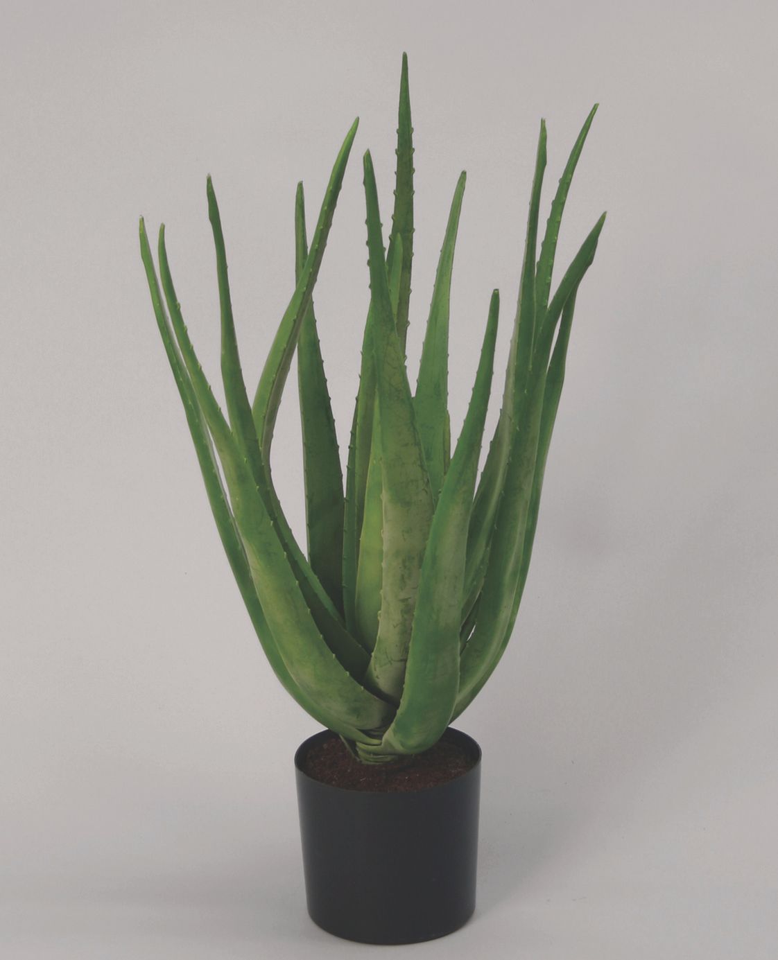 Aloe