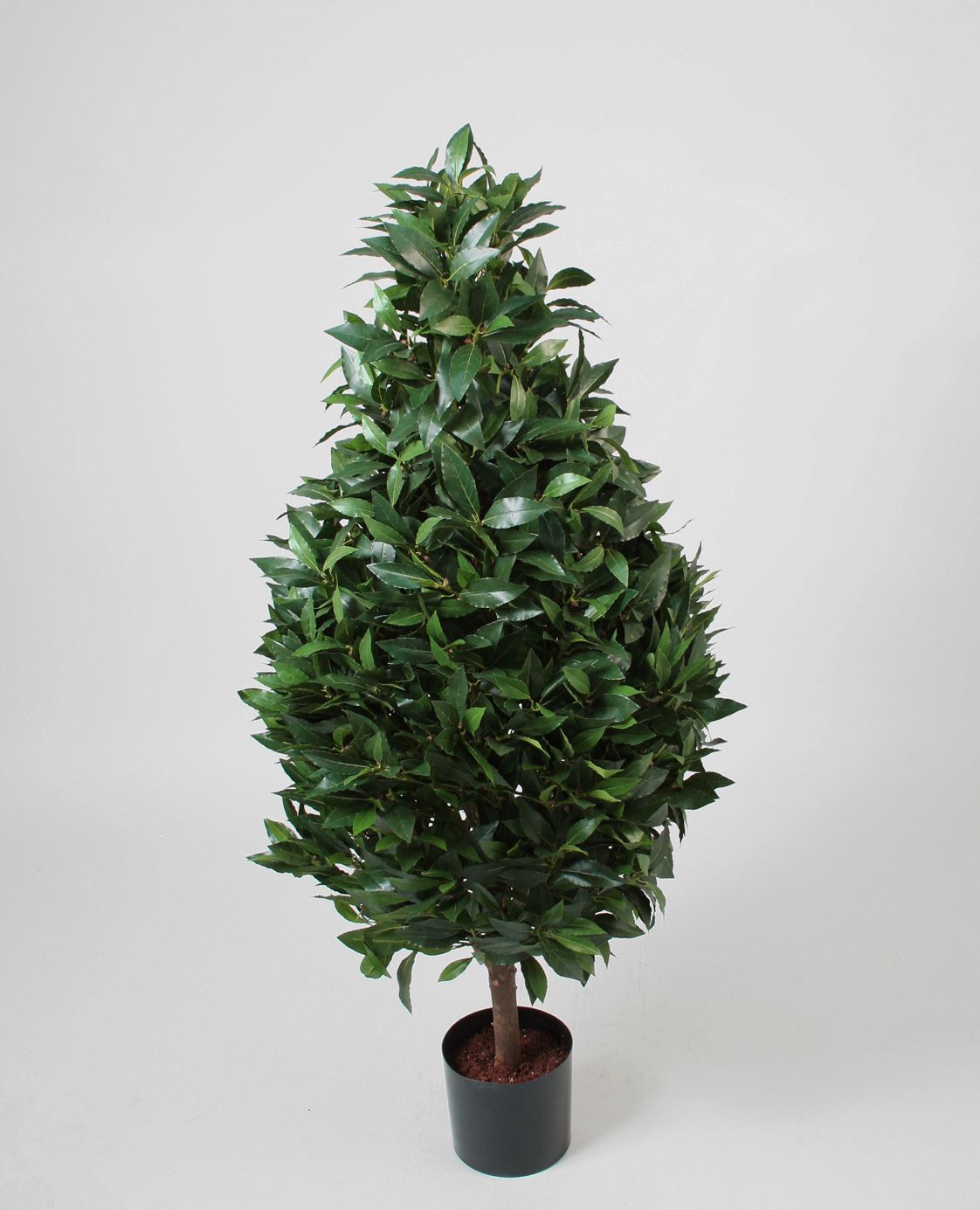 laurel 