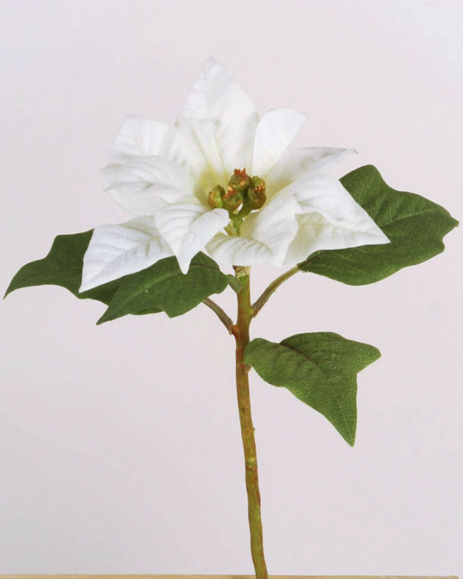 Poinsettia