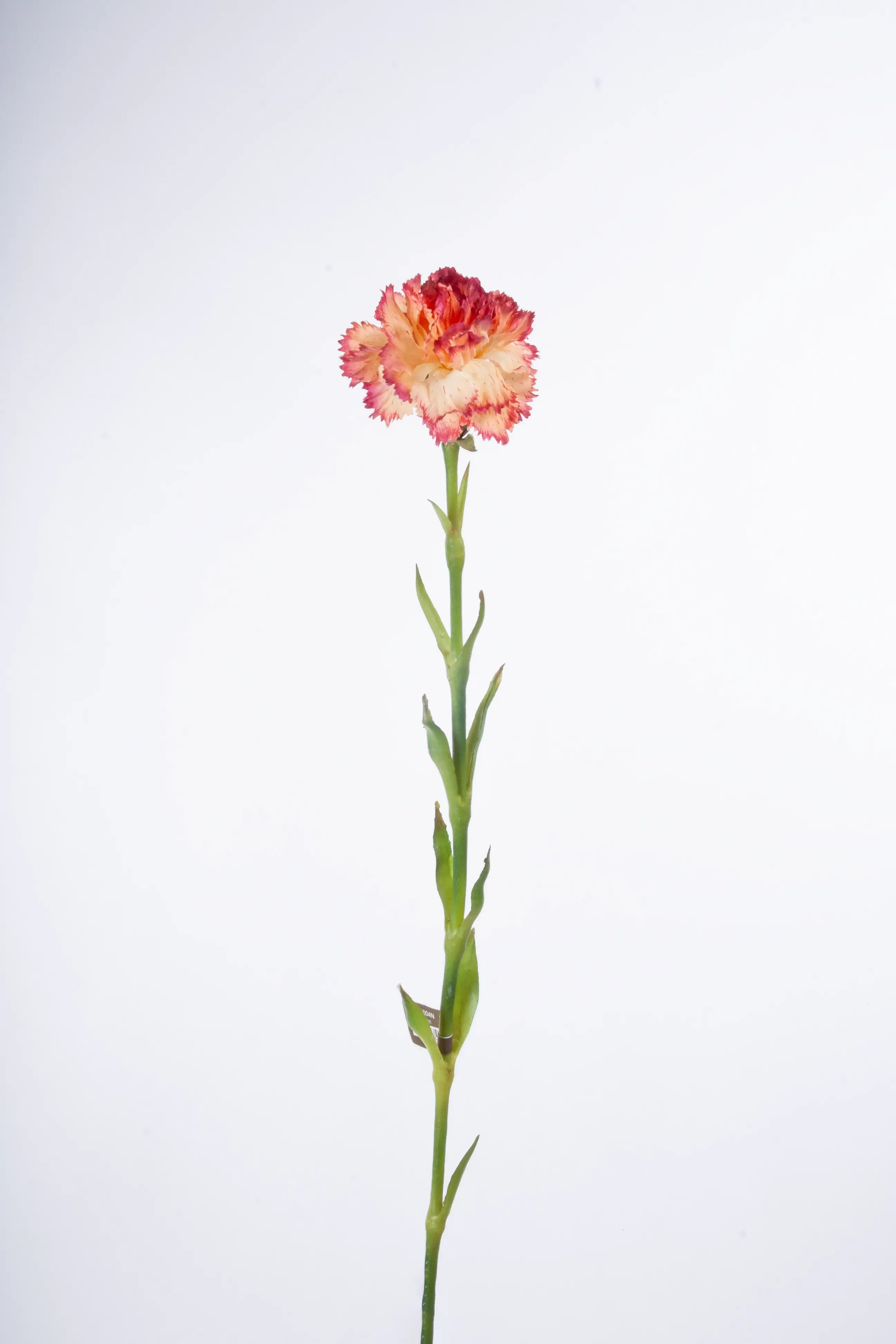 Carnation 