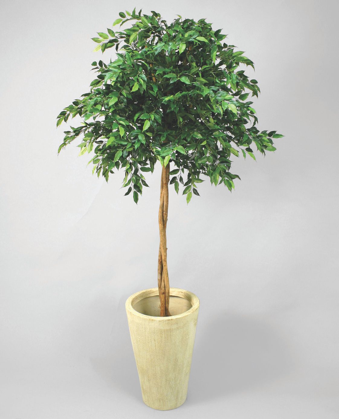 Ficus Mini Natasja