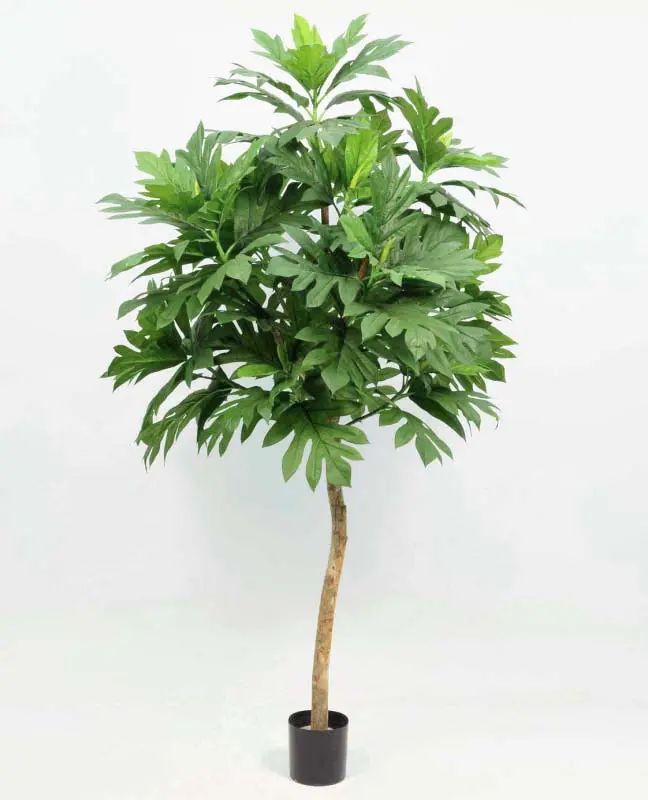 Artocarpus Altilis 