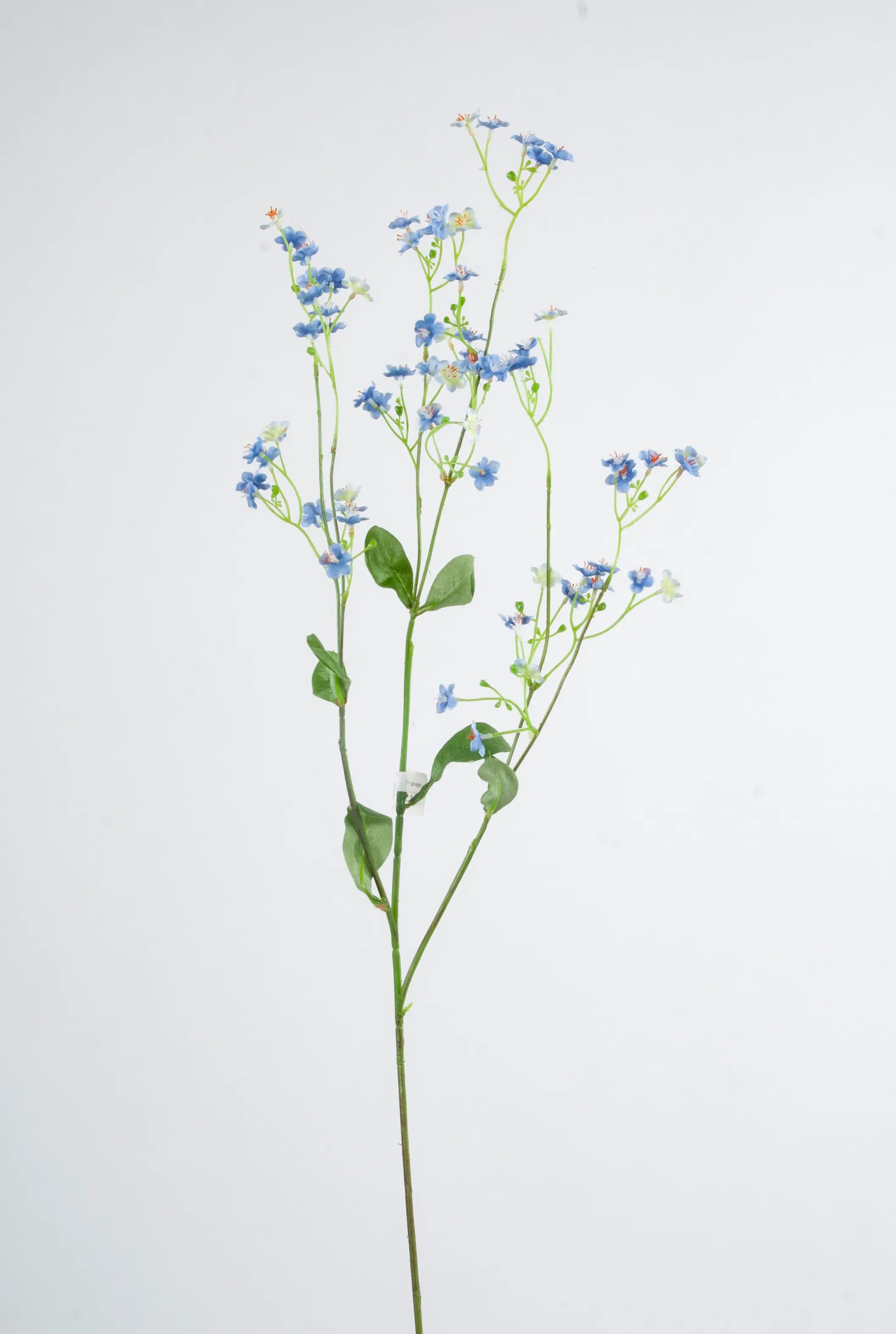 Forget-Me-Not 