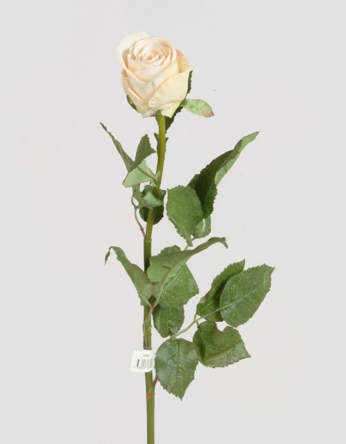 rose cream pink 