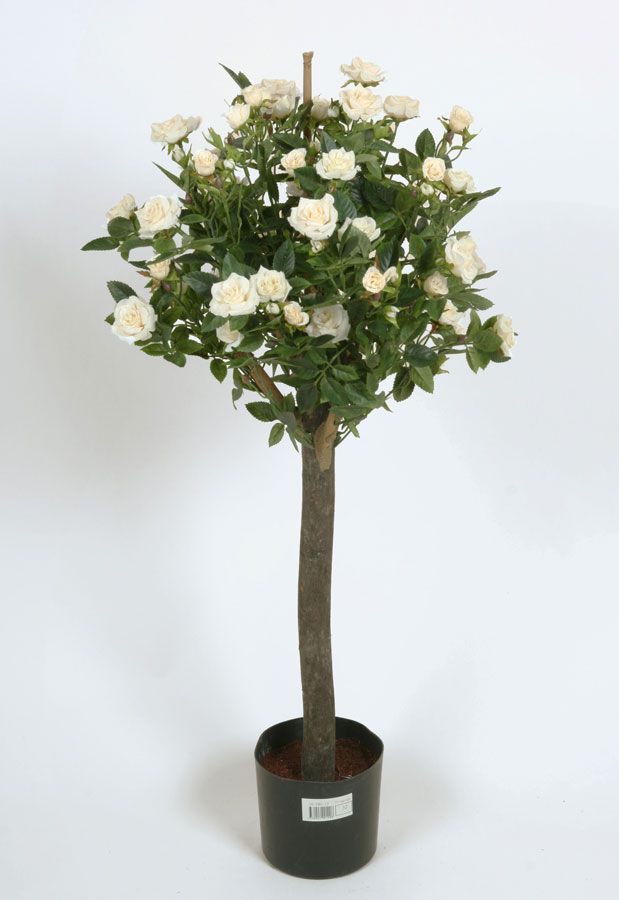 Rose Tree