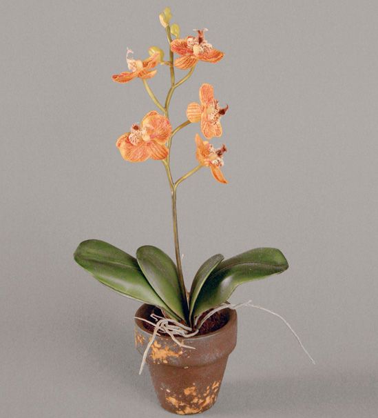 mini phalaenopsis