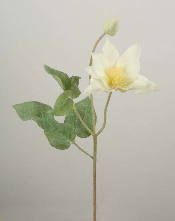 Clematis