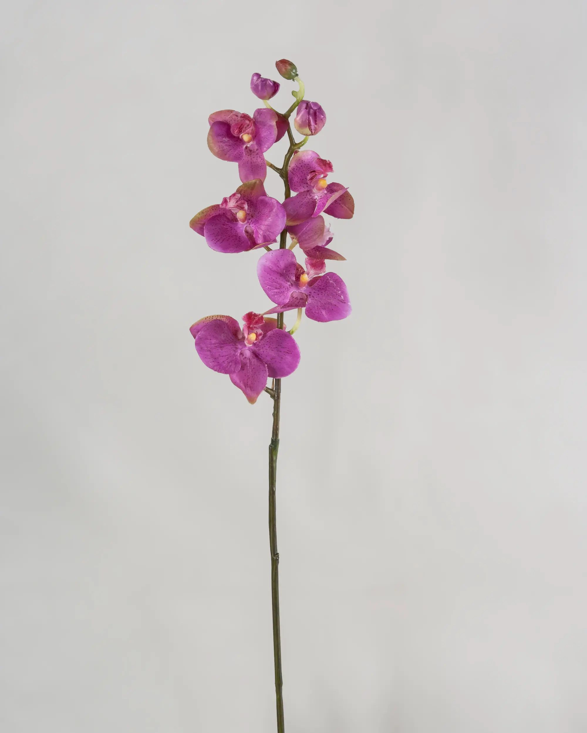 Orchid