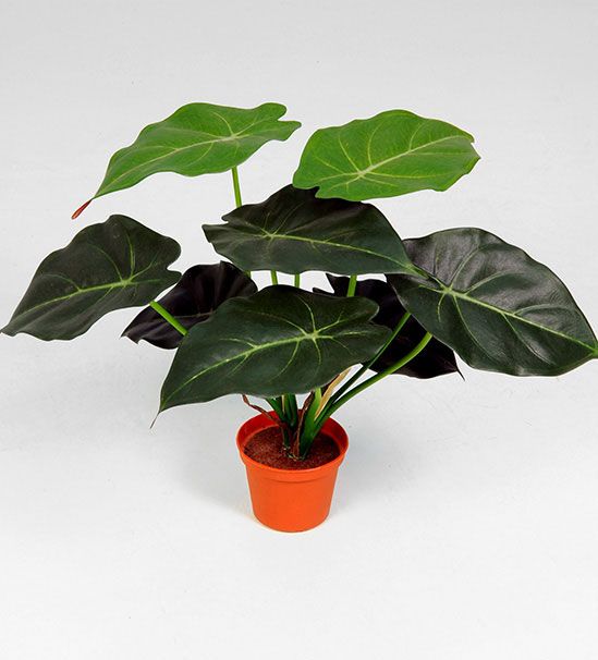 syngonium 