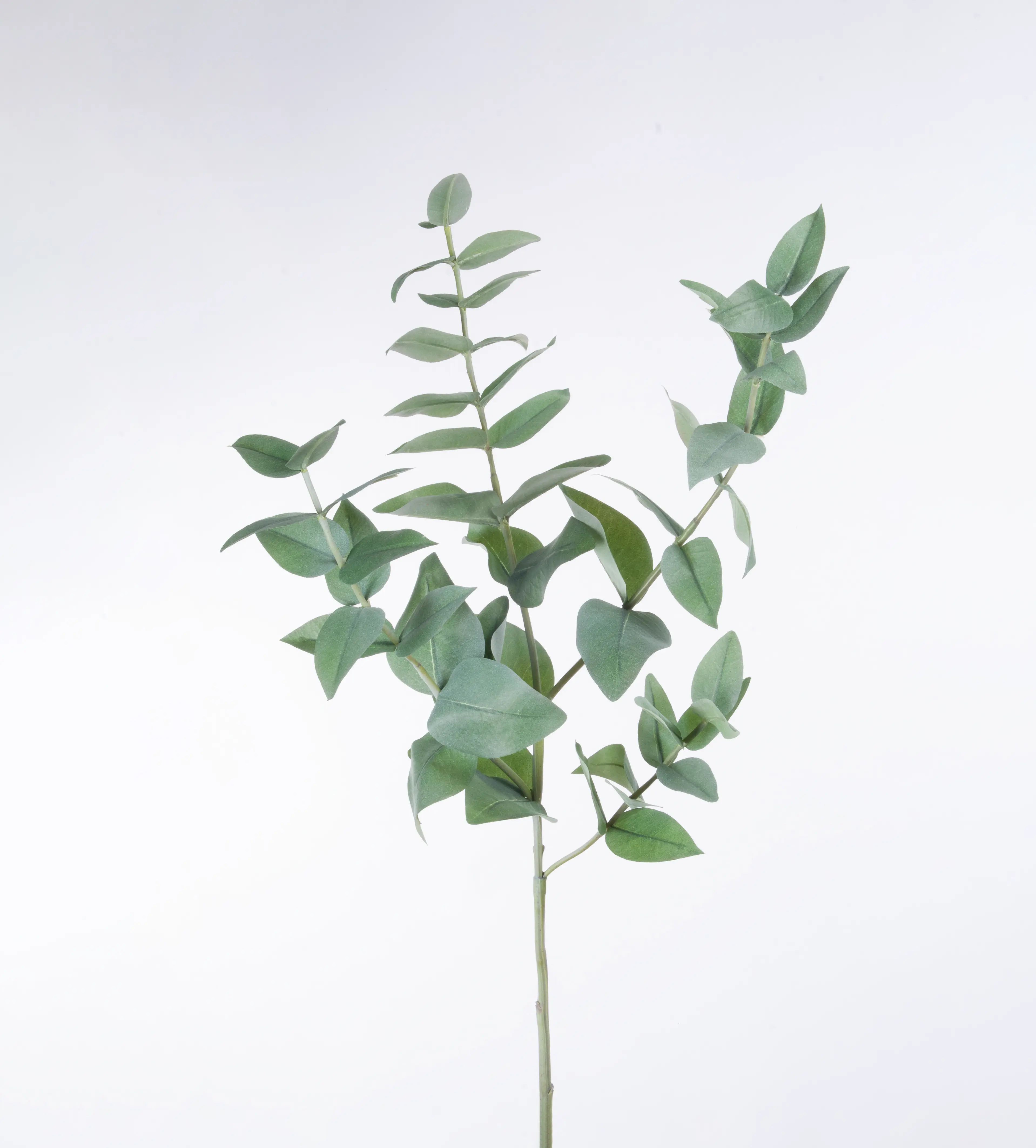 Eucalyptus 
