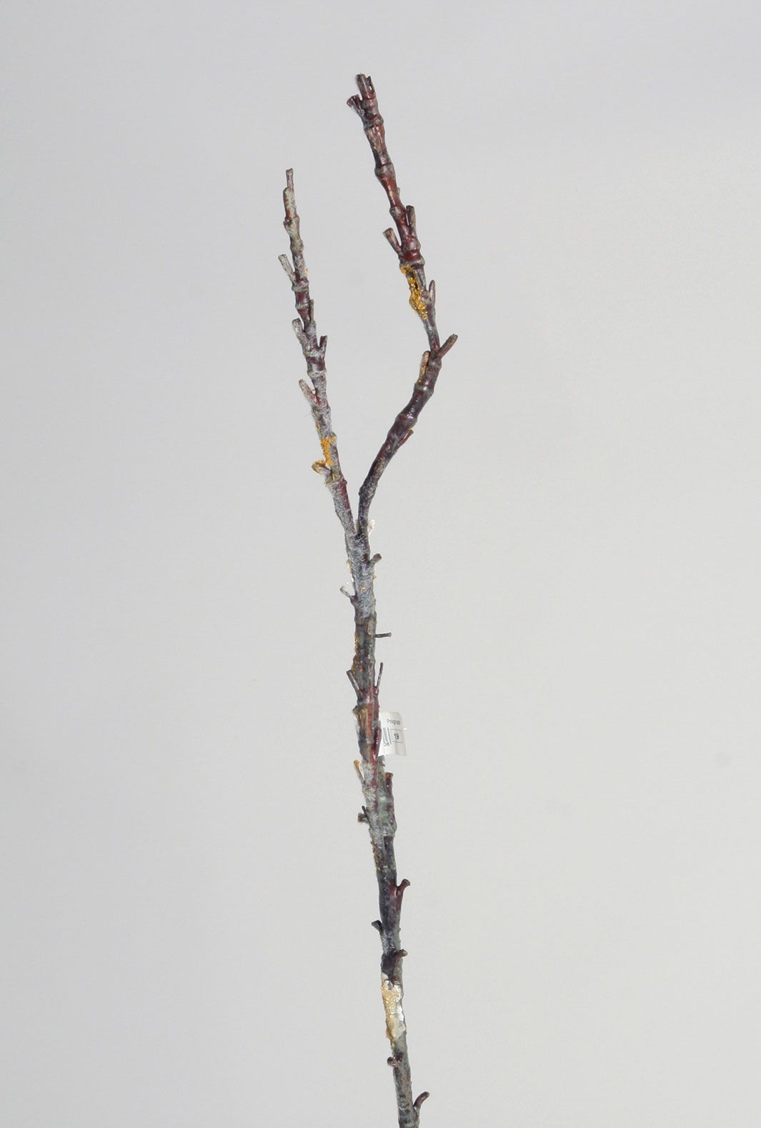 sloe branch 