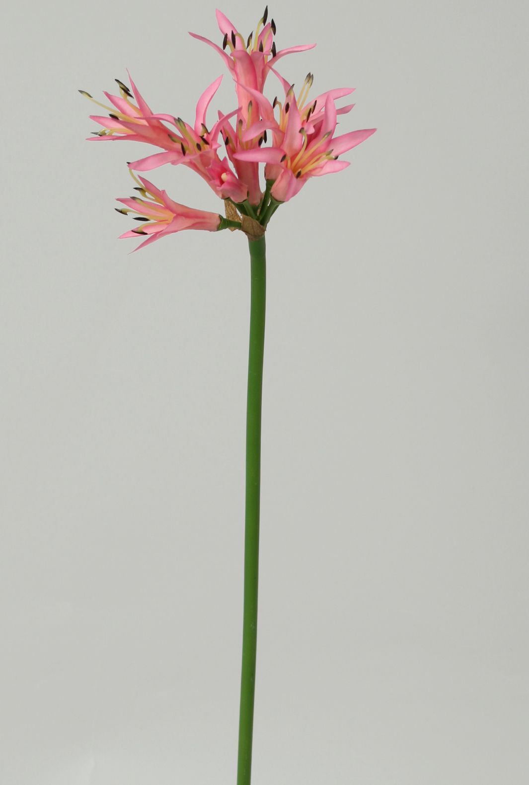 Golden Needle 