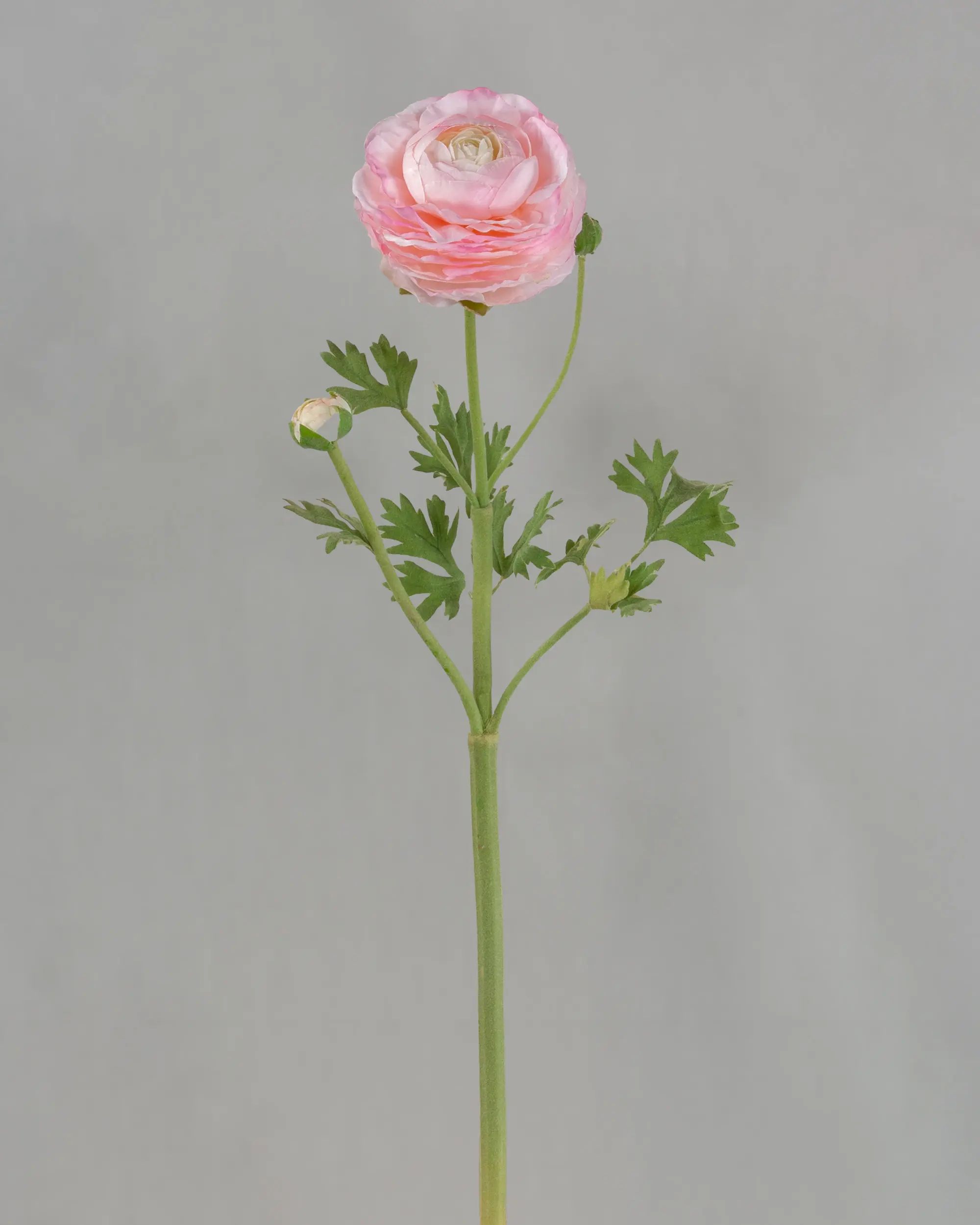 Ranunculus 