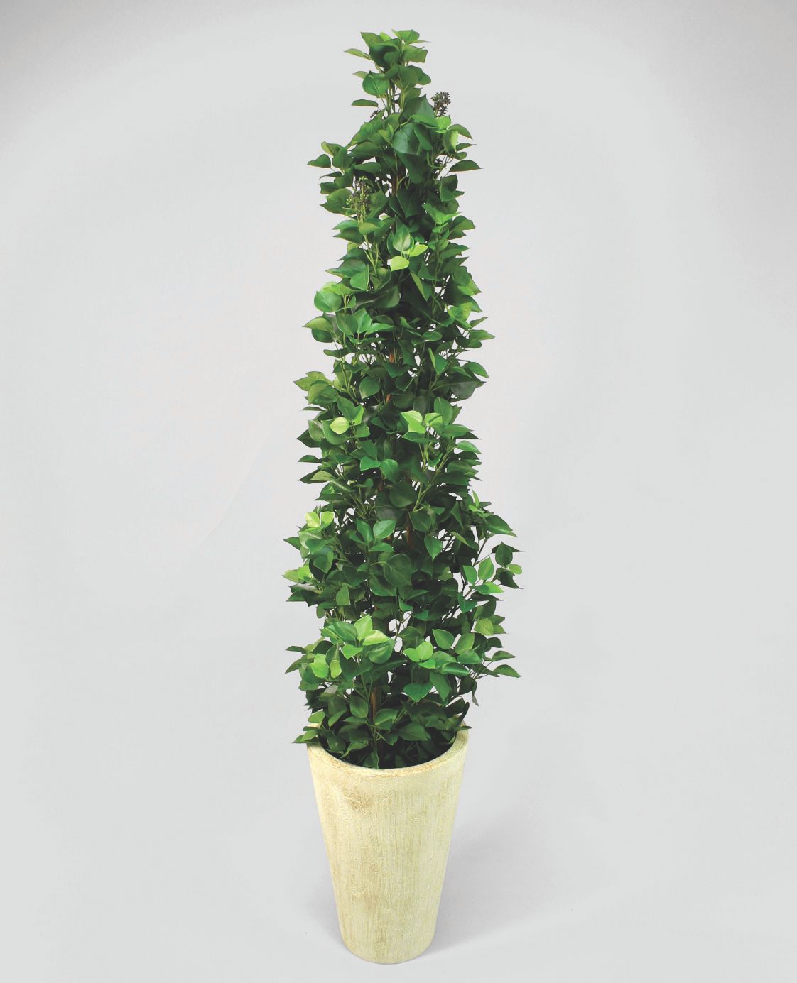 hedera ivy 