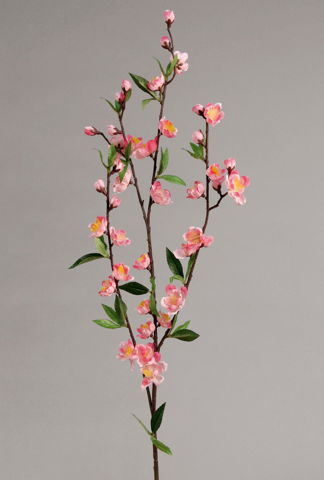 Cherry Blossom
