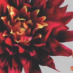 Dahlia