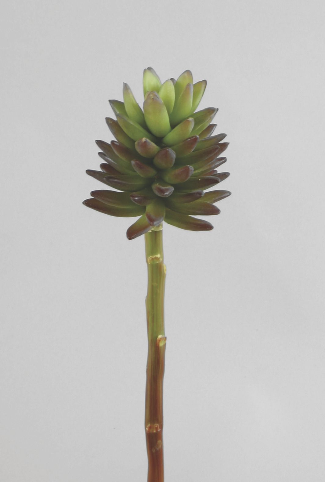 echeveria 
