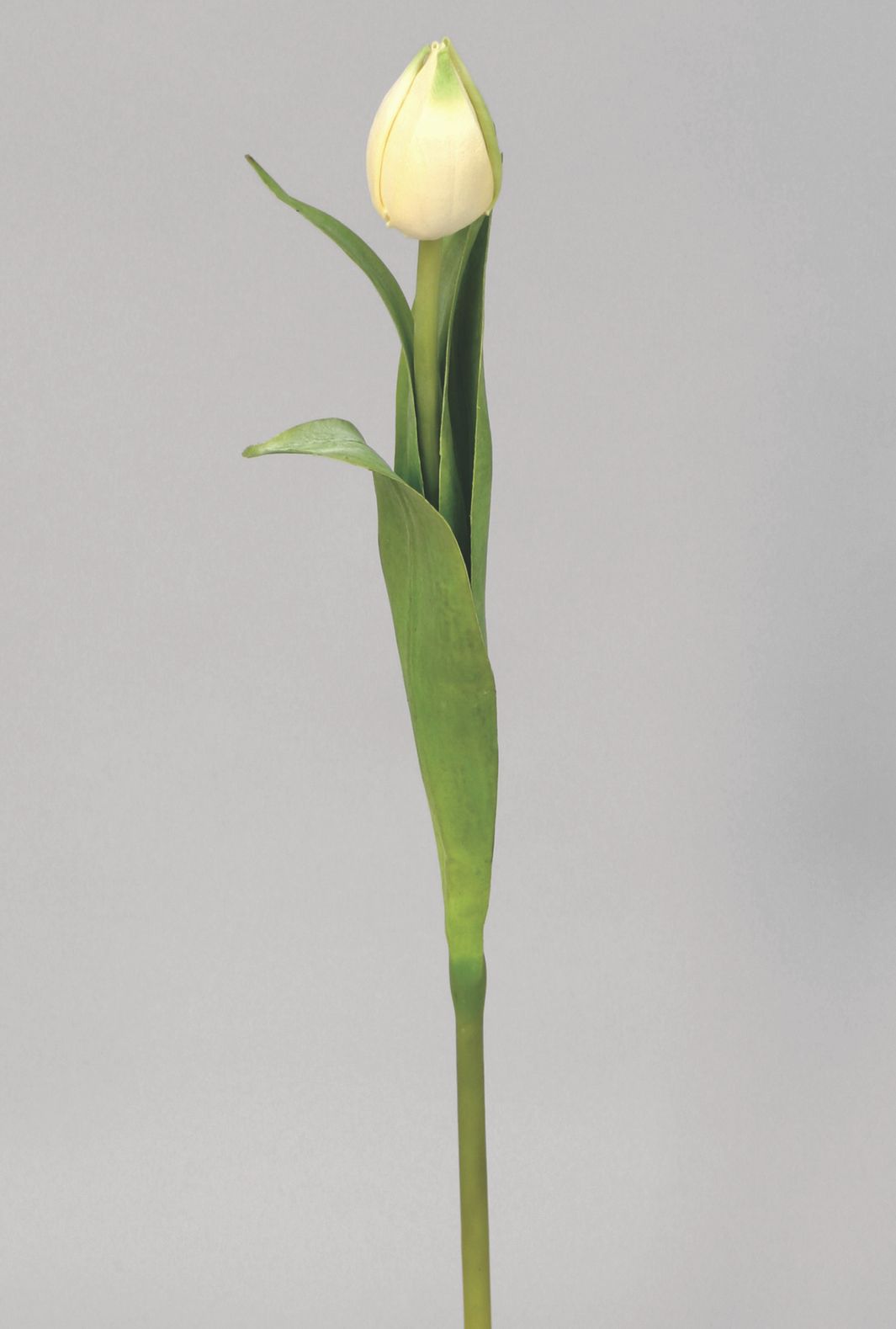 Tulip Bud