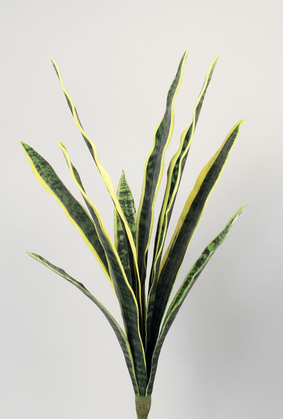sanseveria 