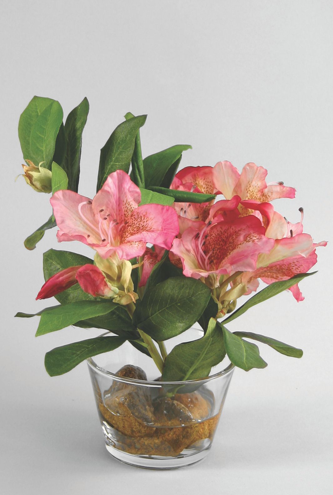 rhododendron in water 
