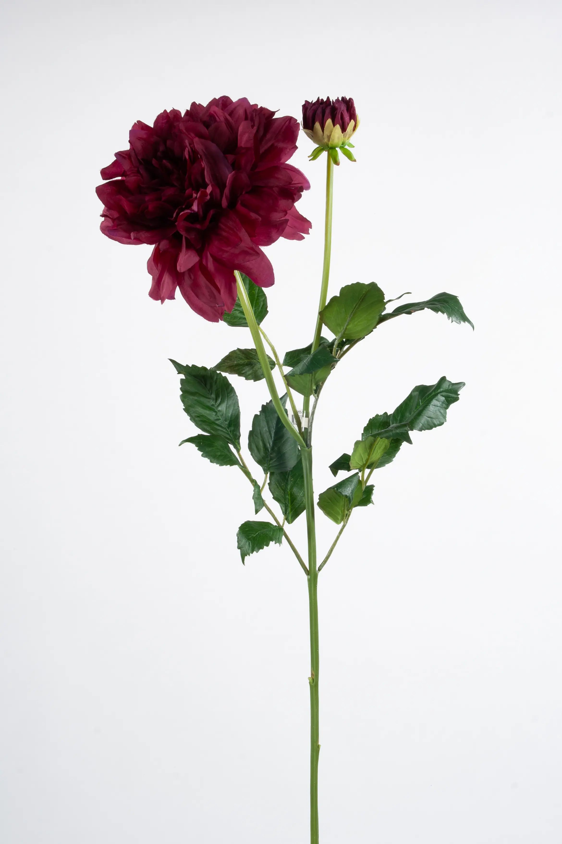 Dahlia