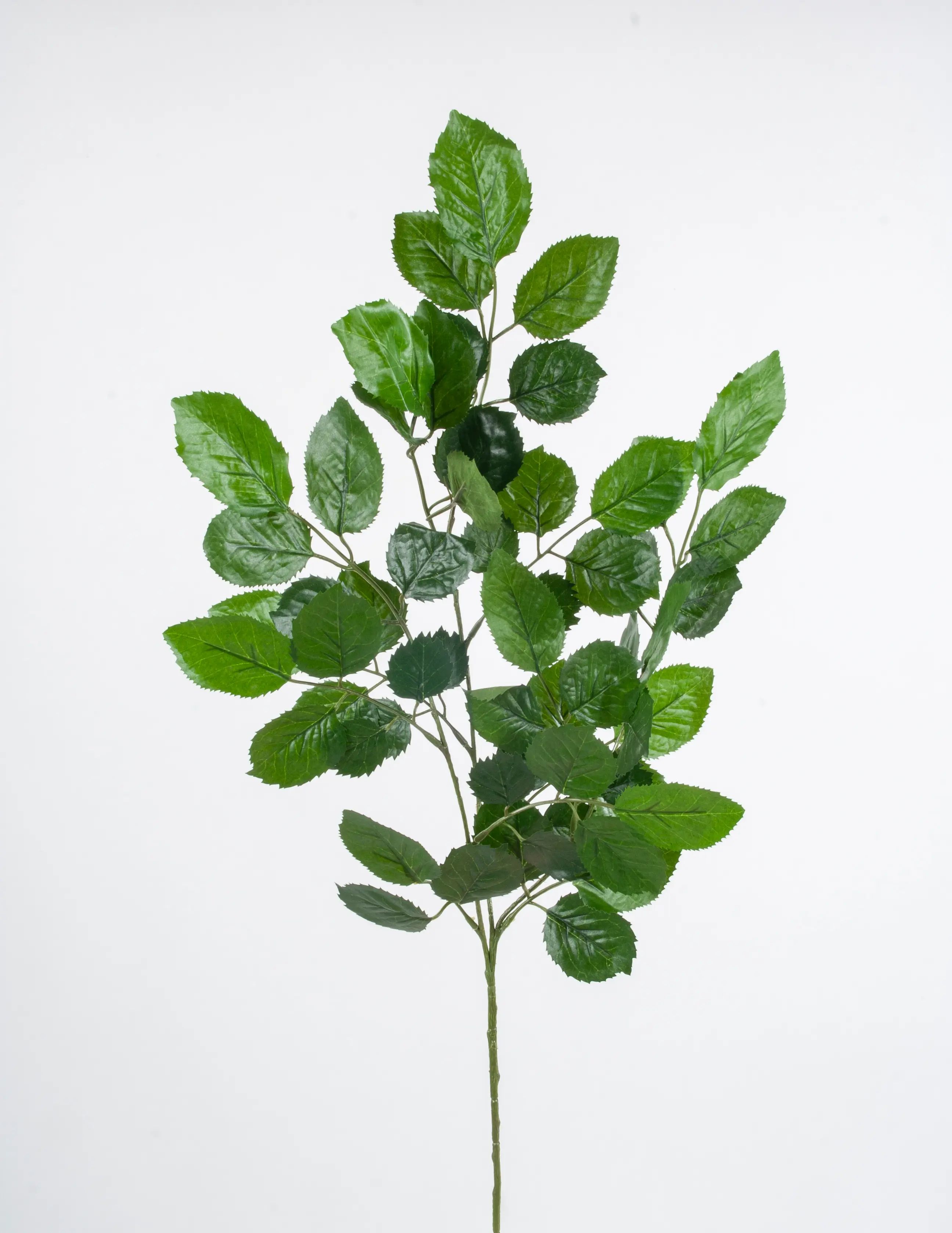 Beech spray