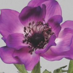 Anemone