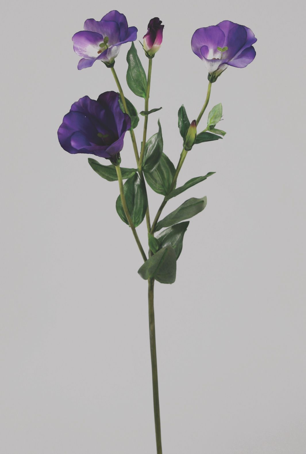 lisianthus purple 